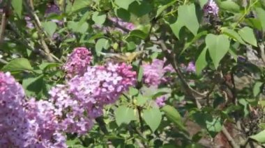 Güneşli bir günde mor bir leylak çalısı üzerinde uçan ve çiçeklerden polen toplayan güzel kelebek..