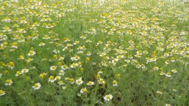 Güneşli bir günde çayırda çiçek açan Matricaria Chamomilla..