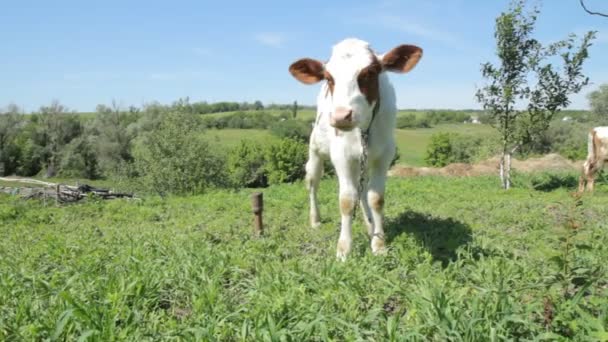 阳光明媚的日子里 奶牛在草地上吃草 — 图库视频影像