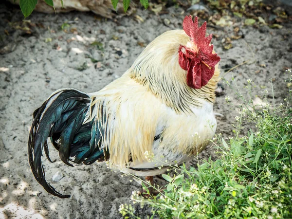 Der Weiße Hahn Sucht Garten Nach Nahrung Geflügelzucht Auf Einem — Stockfoto
