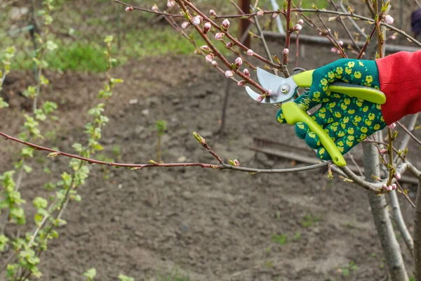 Farmer looks after the garden. Spring pruning of fruit tree. Man in a glove with a pruner shearing tips of a nectarine tree.