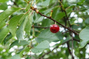 Yeşil yaprakların önündeki bir ağacın üzerine su damlacıklarıyla kırmızı kiraz, yaz gününde bulanık bir arkaplan..