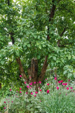 Bahçede meyve bahçesinde çiçekli yaşlı elma ağacı.