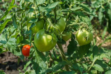 Güneşli bir yaz gününde bahçedeki bir çalılıkta yetişen olgunlaşmamış domatesler. Bahçe yatağında yeşil ve kırmızı meyveli domatesler.