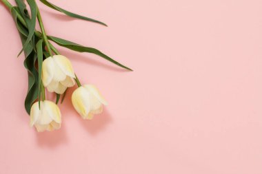 Pembe arka planda üç tane güzel sarı lale ve fotokopi alanı. Üst Manzara. Tatillerde hediye verme kavramı.