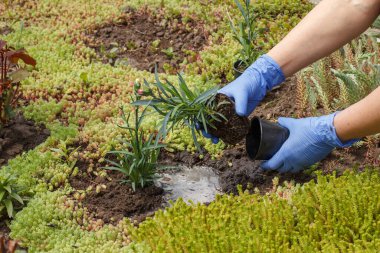 Nitrile eldivenli bahçıvan bahçe yatağına karanfil çiçekleri ekiyor. Çiçekli yatak organizasyonu.