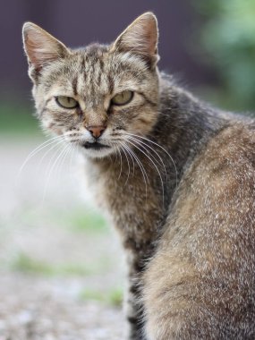 Yaşlı kedi bir yaz günü bahçedeki bitkilerin arasında oturuyor. Sığ alan derinliği.