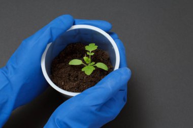 Mavi nitril eldivenli bir kadın bahçıvanın ellerini kapat. Elinde siyah arka planda genç bir domates tohumu olan plastik bir kutu tutuyordu. Üst Manzara. Sebze yetiştirme.