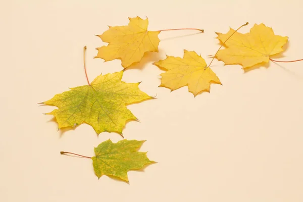 Feuilles Érable Jaune Sèches Sur Fond Beige Vue Dessus — Photo