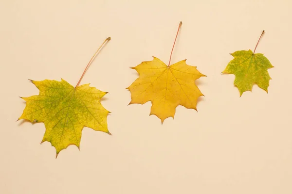 Feuilles Érable Jaune Sèches Sur Fond Beige Vue Dessus — Photo