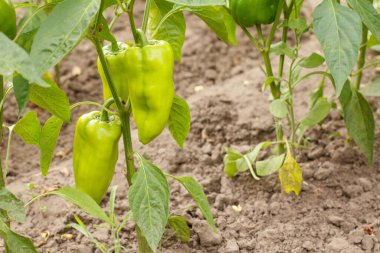 Bahçedeki çalılıkta yetişen olgunlaşmamış dolmalık biberler. Bulgar veya tatlı biber bitkisi.