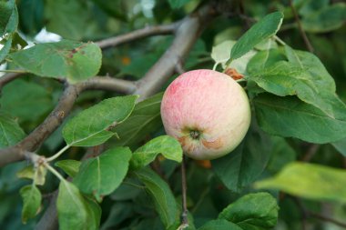 Meyve bahçesindeki bir ağaç dalında olgun bir elma. Sığ alan derinliği, elmaya özenli odaklanma..
