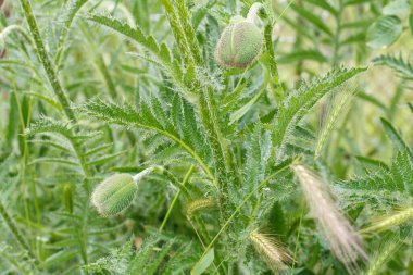 Yaz bahçesinde gelincik çiçeği tomurcukları. Arka planda bulanık bitkiler olan çiçeklerin yakın görüntüsü.
