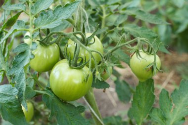 Bahçedeki bir dalda olgunlaşmamış yeşil domatesler. Bahçe yatağında yeşil meyveli domatesler. Çalılıklarda yeşil domatesler.