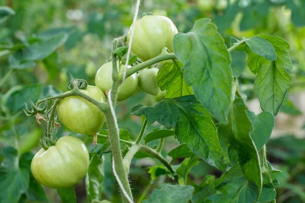 Tomates Vertes Non Mûres Poussant Sur Une Branche Dans Jardin — Photo