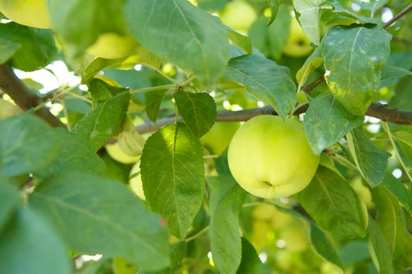 Frukt Omogna Äpplen Gren Trädet Fruktträdgården Frukter Som Växer Trädgården — Stockfoto