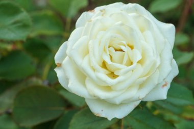 Bahçede arka planda bulanık çalılar olan beyaz bir gül tomurcuğu. Sığ alan derinliği.