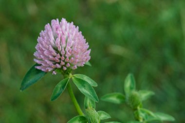 Yeşil arkaplanı bulanık olan yonca okunun yakın görüntüsü. Sığ alan derinliği.