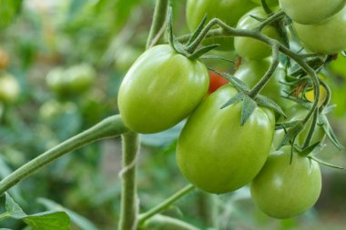 Bahçedeki bir dalda olgunlaşmamış yeşil domatesler. Bahçe yatağında yeşil meyveli domatesler. Çalılıklarda yeşil domatesler.