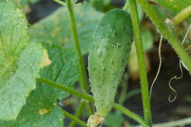 Seradaki bir çalılıkta, yakın plan yeşil, olgun salatalık. Bahçede salatalık yetişiyor..
