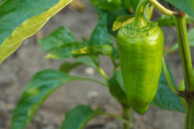 Bahçedeki çalıların üzerinde büyüyen yakın plan yeşil dolmalık biber. Bulgar ya da tatlı biber bitkisi. Sığ alan derinliği.