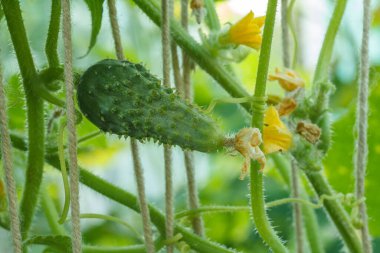Seradaki bir çalılıkta, yakın plan yeşil, olgun salatalık. Bahçede salatalık yetişiyor..
