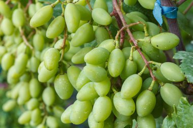 Yaz günü üzüm bağında olgunlaşmamış yeşil üzüm demetleri. Sığ alan derinliği.