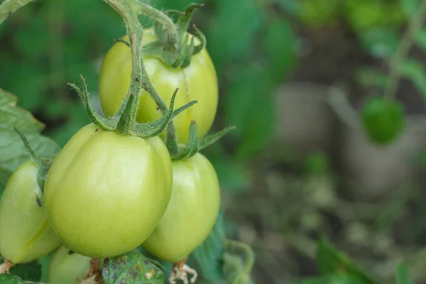 Tomates Vertes Non Mûres Poussant Sur Une Branche Dans Jardin — Photo