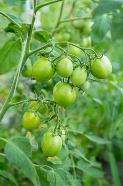 Bahçedeki bir dalda olgunlaşmamış yeşil domatesler. Bahçe yatağında yeşil meyveli domatesler. Çalılıklarda yeşil domatesler. Sığ alan derinliği.