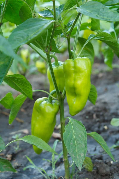 Unripe Bell Peppers Growing Bush Garden Bulgarian Sweet Pepper Plant — Stock Photo, Image
