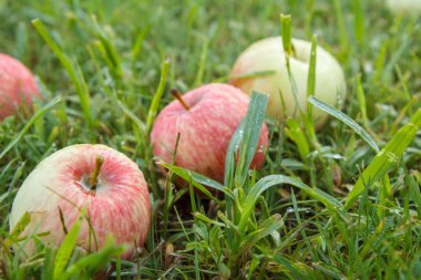 Bahçedeki yeşil çimlerin üzerinde olgun kırmızı elmalara yakın çekim. Yaz bahçesinde düşen olgun elmalar. Yüzeyin derinliği. Elmaya odaklan..