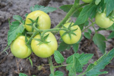 Bahçe yatağında olgunlaşmamış yeşil domatesler büyüyor. Yeşil meyveli domatesler serada. Daldaki yeşil domatesler. Üst görünüm.