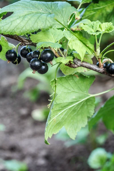 Branch of black currant with berries in the garden in the summer day with the blurred green natural background.
