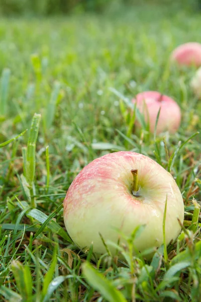 Gros Plan Pomme Mûre Rouge Sur Herbe Verte Dans Jardin — Photo