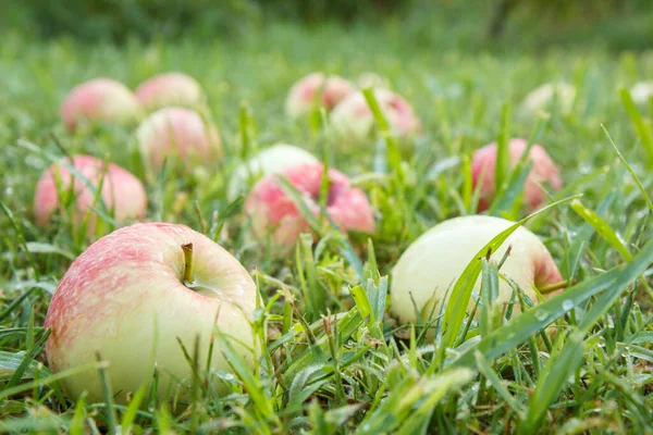 花园里的青草上有成熟的苹果 夏天的果园里 成熟的苹果纷纷凋零 浅水区深度 — 图库照片