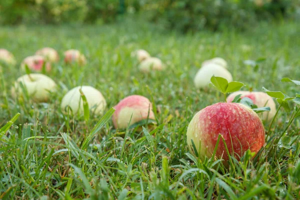 Rote Reife Äpfel Auf Grünem Gras Garten Umgestürzte Reife Äpfel — Stockfoto