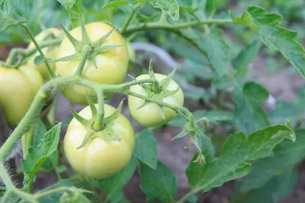 Auf Dem Beet Wachsen Unreife Grüne Tomaten Tomaten Gewächshaus Mit — Stockfoto