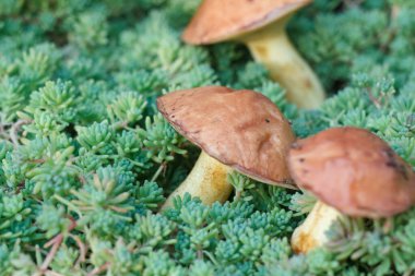 Sonbahar ormanında yosun içinde üç yenilebilir mantar.