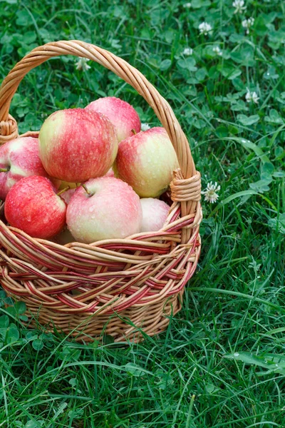 Właśnie Zbierałem Jabłka Wiklinowym Koszu Zielonej Trawie Ogrodzie Tylko Zebrane — Zdjęcie stockowe
