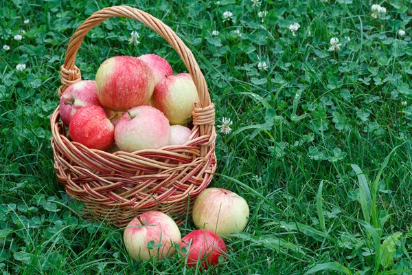 Just Picked Apples Wicker Basket Green Grass Garden Just Harvested — Stock Photo, Image