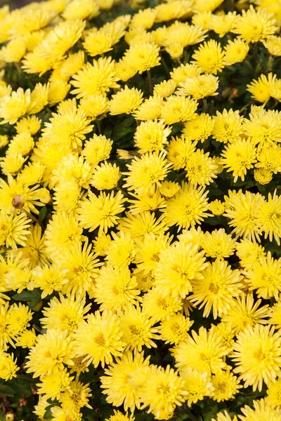 Lindas Flores Amarelas Sob Luz Solar Vista Perto — Fotografia de Stock