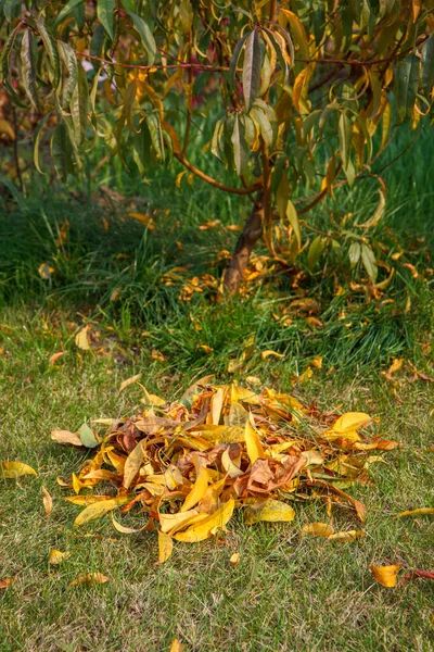 Limpeza Gramado Coleta Folhas Secas Jardim Outono — Fotografia de Stock