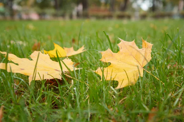 Folhas Bordo Caídas Grama Verde Temporada Outono Tema Outono — Fotografia de Stock
