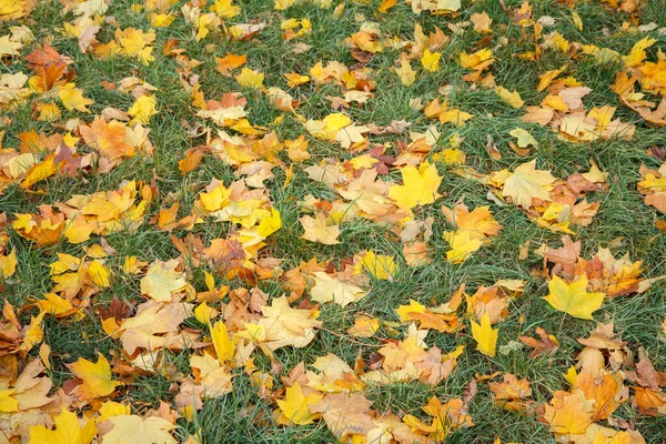 Foglie Acero Cadute Sull Erba Verde Nella Stagione Autunnale Tema — Foto Stock