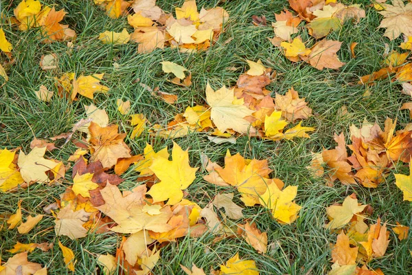 Foglie Acero Cadute Sull Erba Verde Nella Stagione Autunnale Tema — Foto Stock