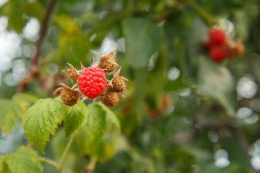 Meyve bahçesinde olgun ve olgunlaşmamış ahududu ve bulanık doğal arkaplan içeren çalıların yakın görüntüsü. Sığ alan derinliği.