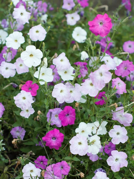 Λουλούδια Πετούνια Ανθισμένες Ροζ Πετούνιες Στο Παρτέρι Στον Κήπο — Φωτογραφία Αρχείου