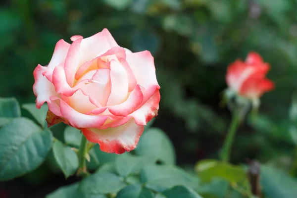 Brote Rosa Jardín Con Arbustos Borrosos Fondo Profundidad Superficial Del — Foto de Stock