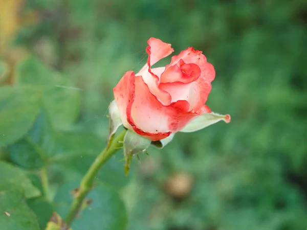 Brote Rosa Roja Jardín Con Hierba Verde Borrosa Fondo Profundidad — Foto de Stock