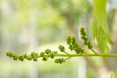 Yazın başında üzüm bağında olgunlaşmamış bir demet üzüm. Çiçek açmadan önce bir demet üzüm. Sığ alan derinliği.